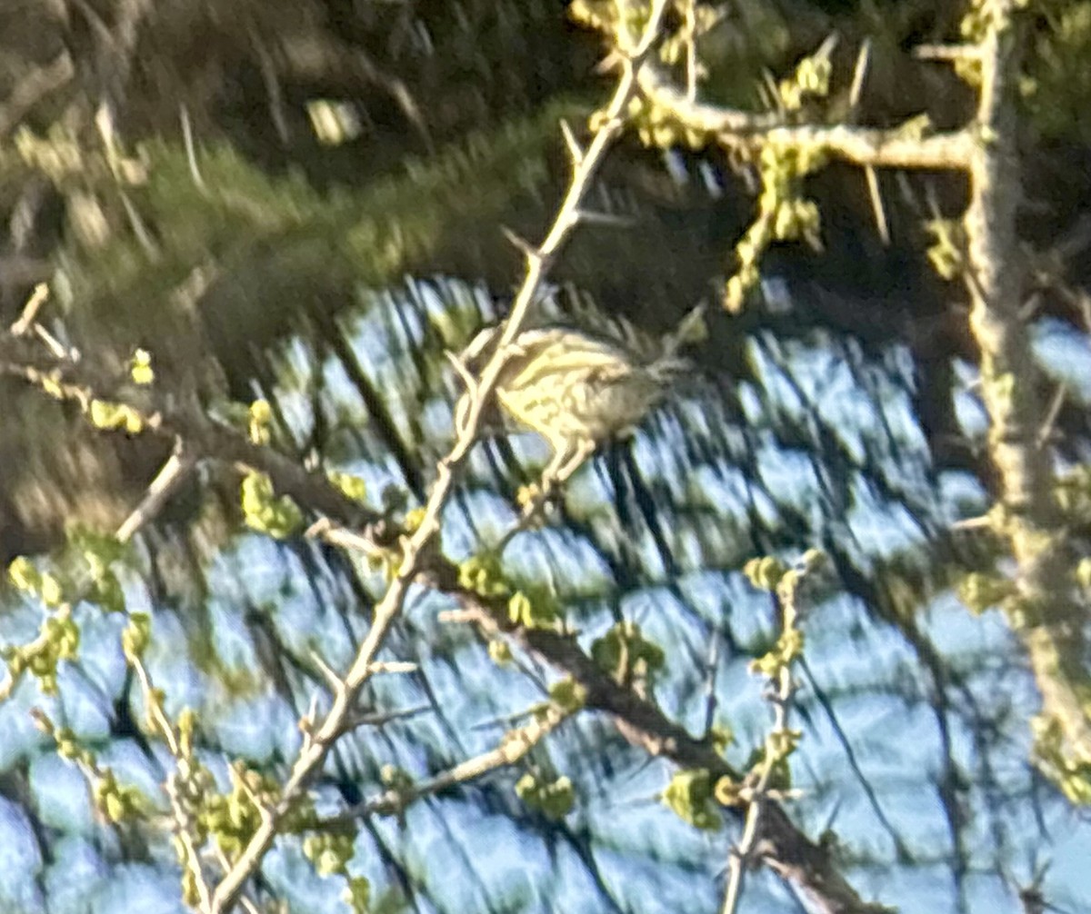 Spot-flanked Barbet - ML646037149