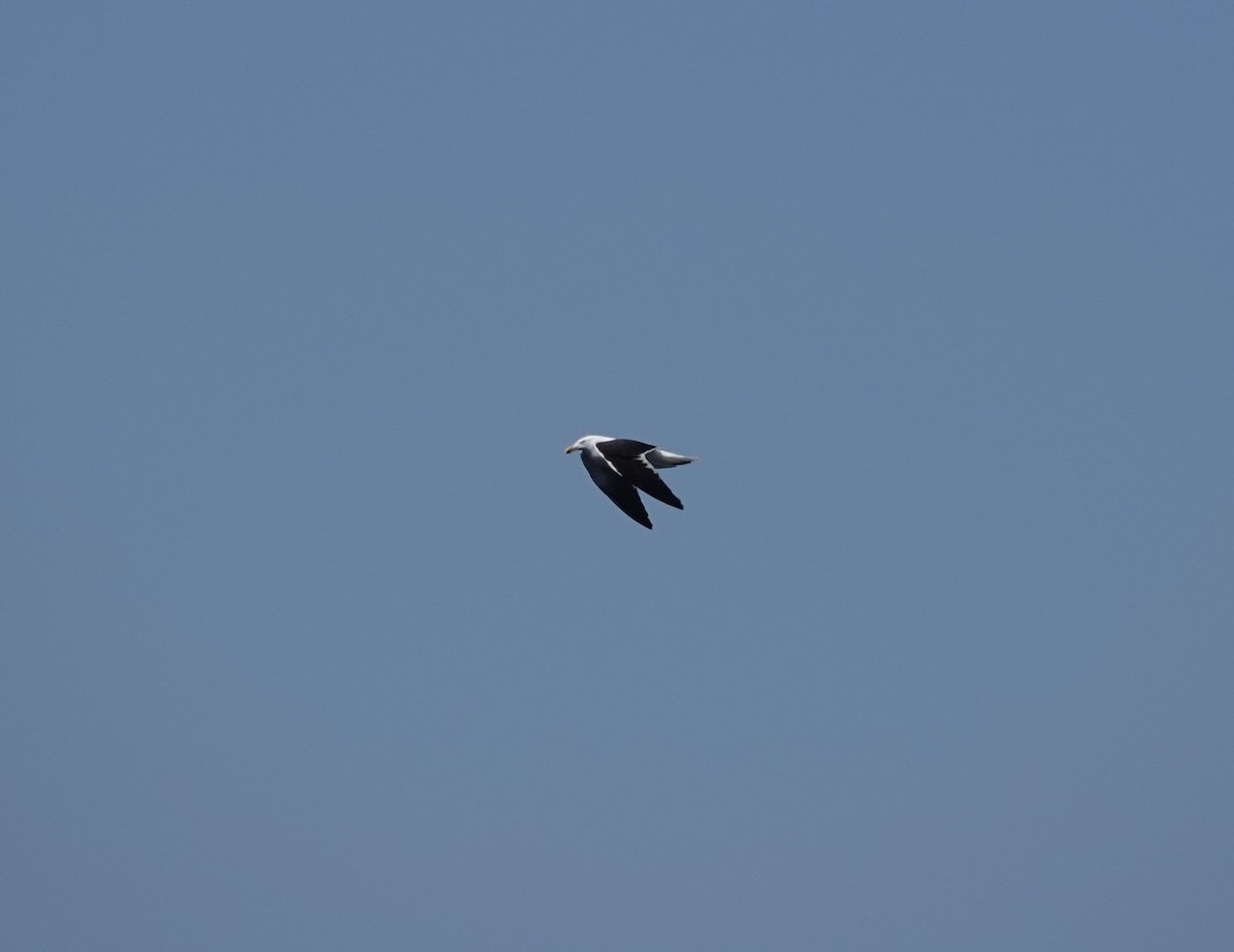 Kaio domingotarra - ML646037151