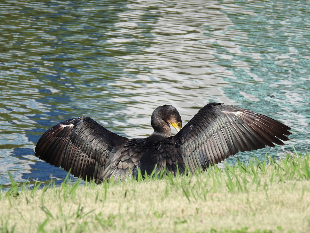 Ubarroi handia - ML646037152