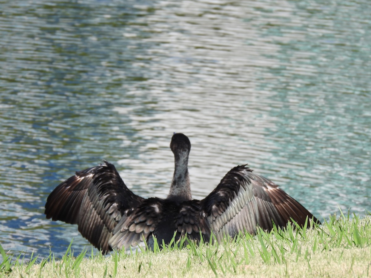 Ubarroi handia - ML646037153