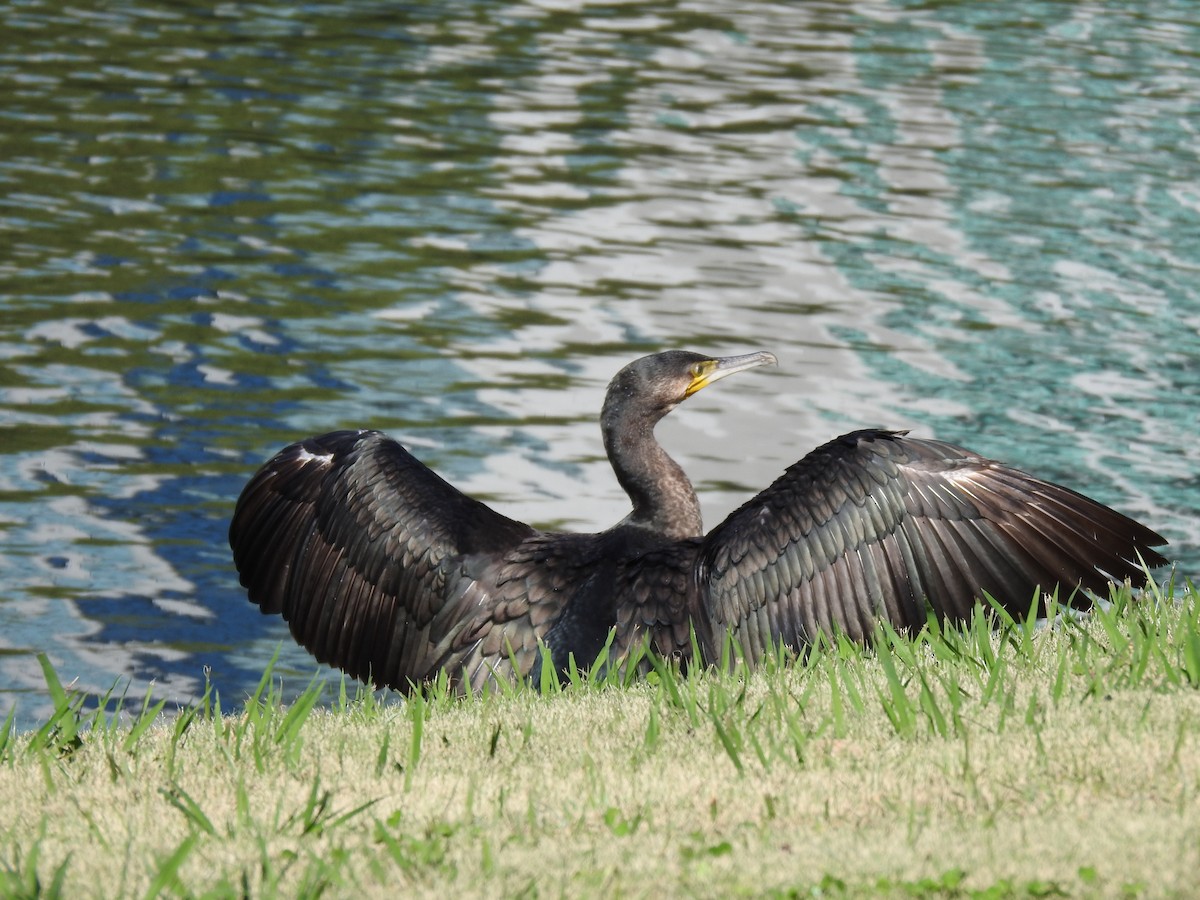 Ubarroi handia - ML646037154