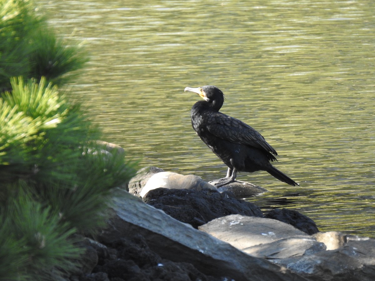 Ubarroi handia - ML646037155