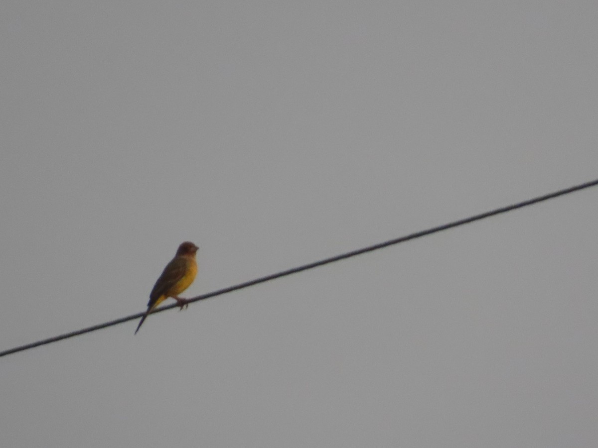 Berdantza musugorria - ML646037156