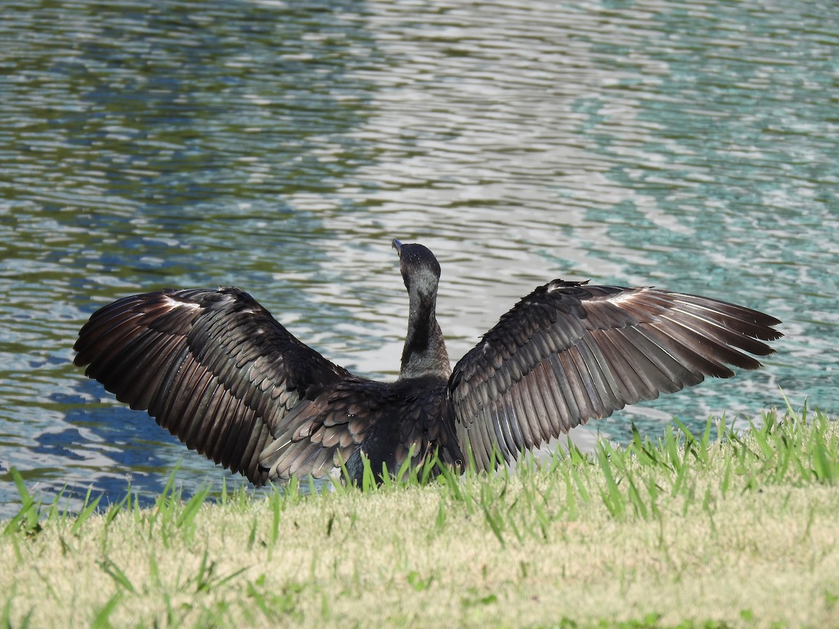 Ubarroi handia - ML646037157