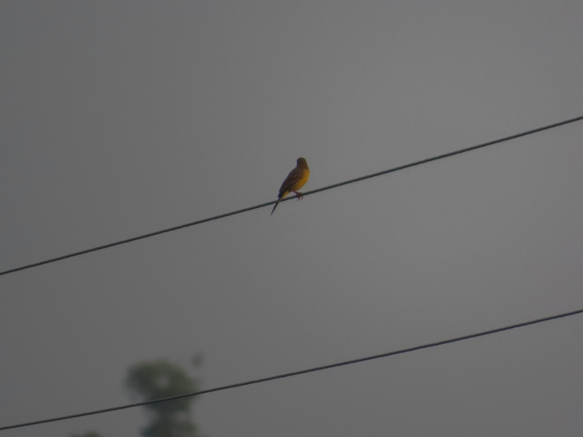 Berdantza musugorria - ML646037158