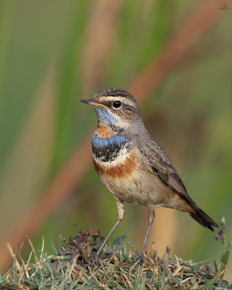 Papourdina - ML646037159