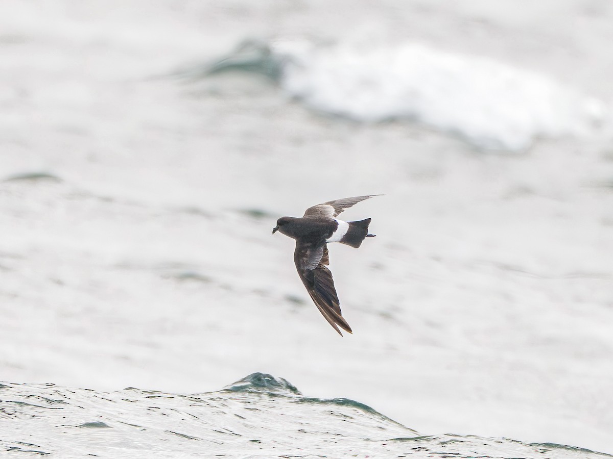 Wilson ekaitz-txoria - ML646037162