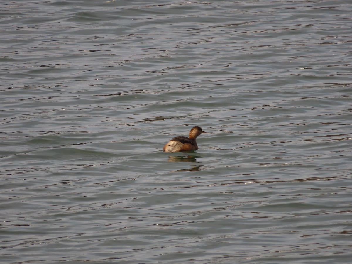 Txilinporta txikia - ML646037164