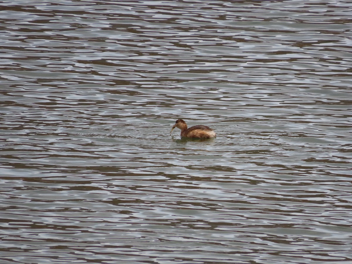 Txilinporta txikia - ML646037165