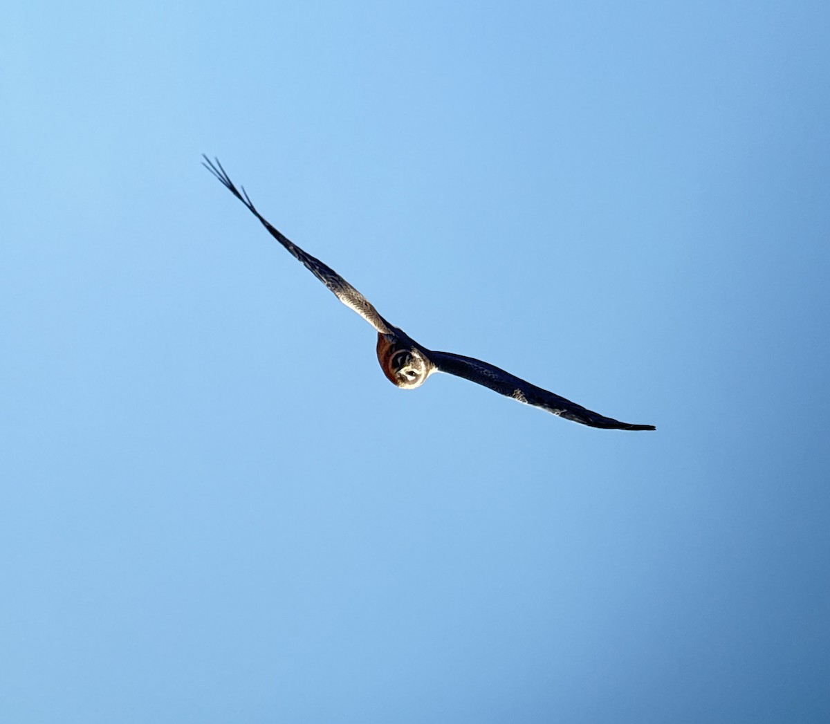 Mirotz lepazuria - ML646037166