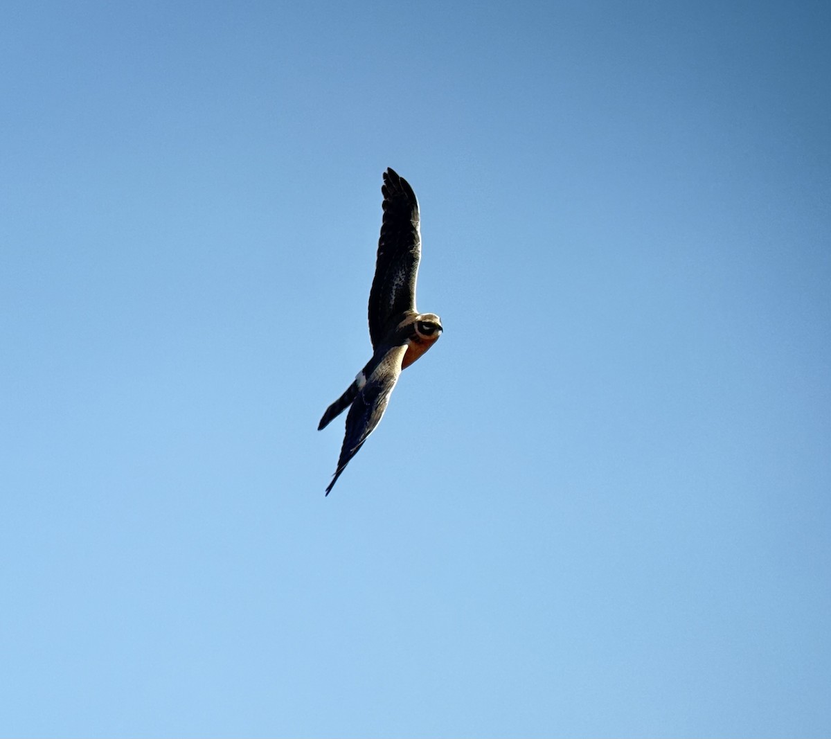 Mirotz lepazuria - ML646037167