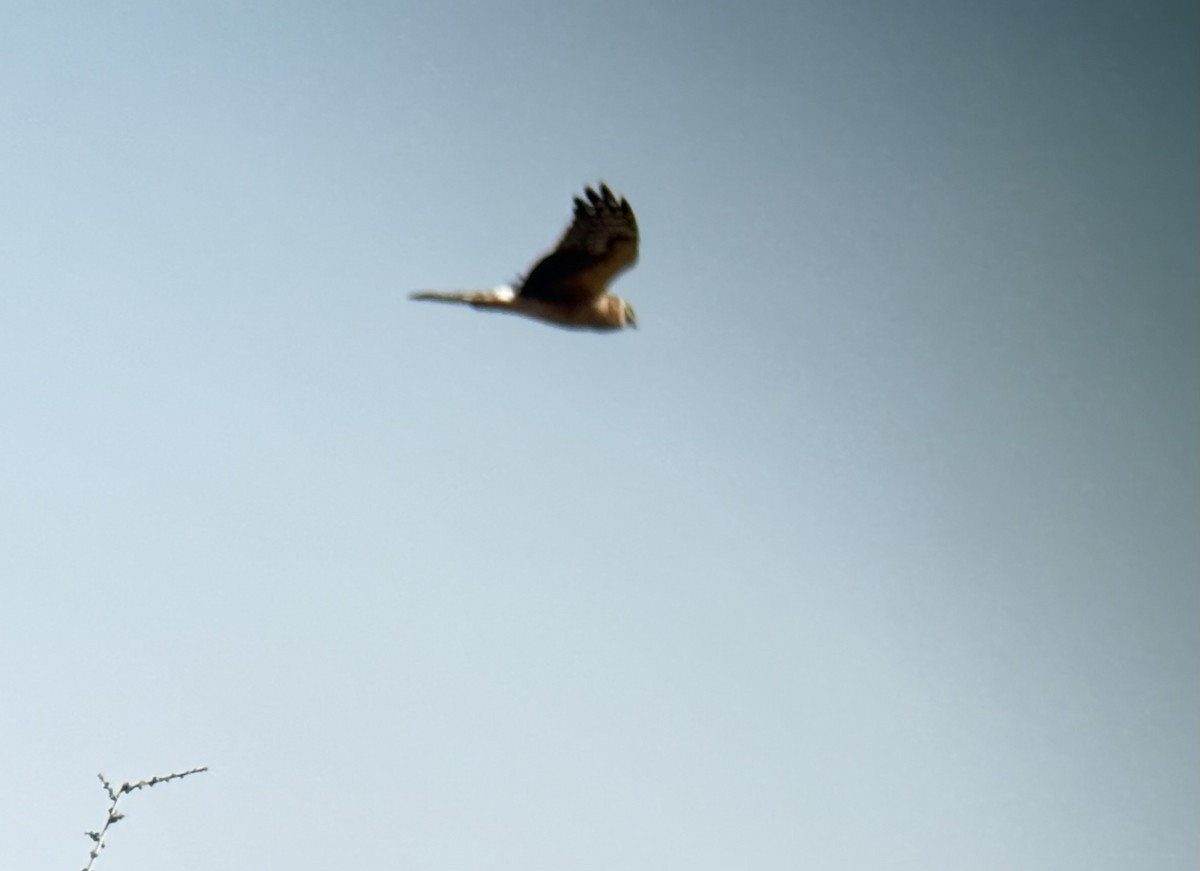 Mirotz lepazuria - ML646037168