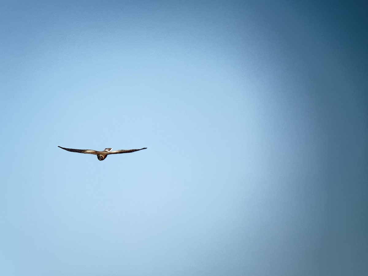 Mirotz lepazuria - ML646037169