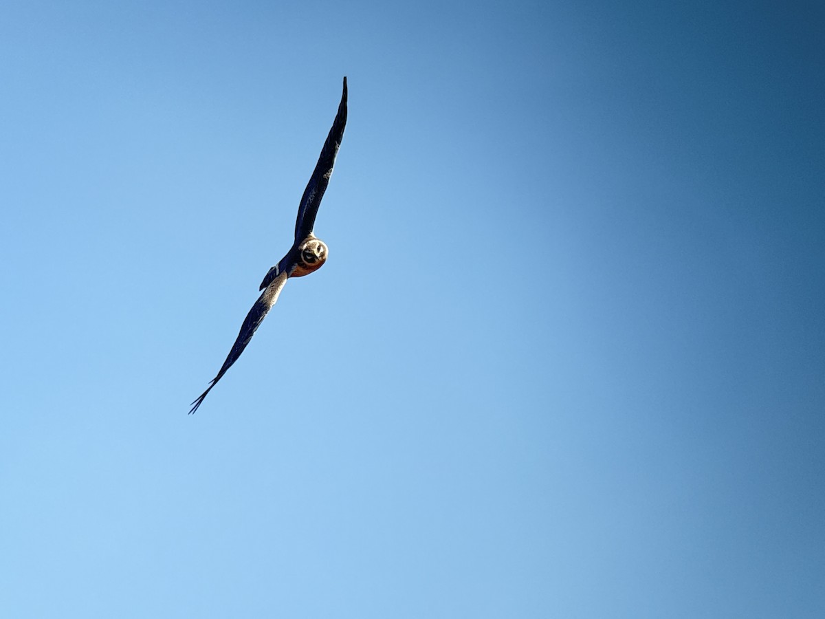 Mirotz lepazuria - ML646037170