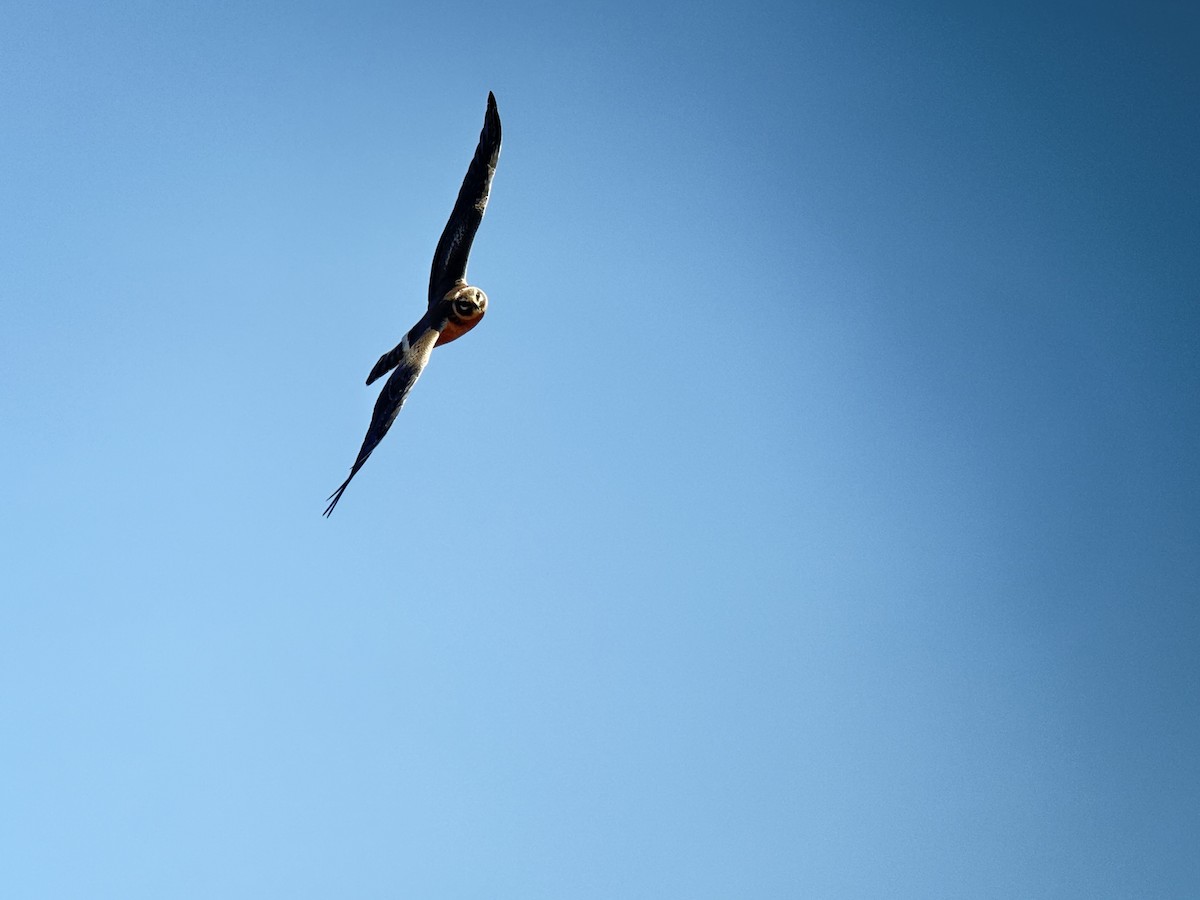 Mirotz lepazuria - ML646037171