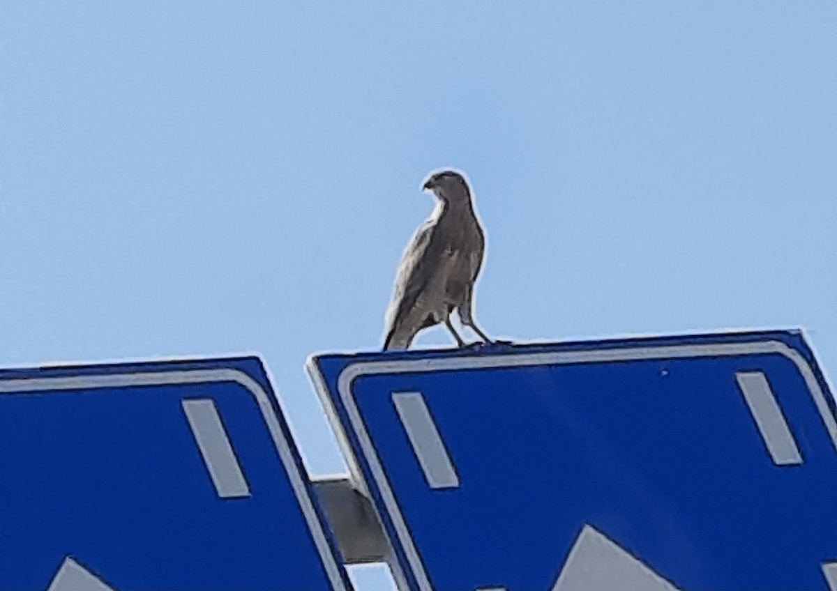 Gabar Goshawk - ML646037172