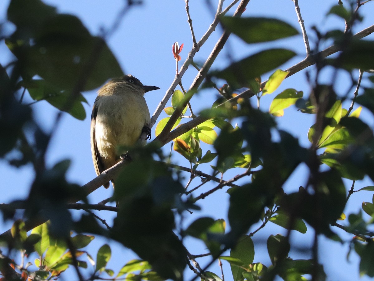 Sombre Greenbul - ML646037173