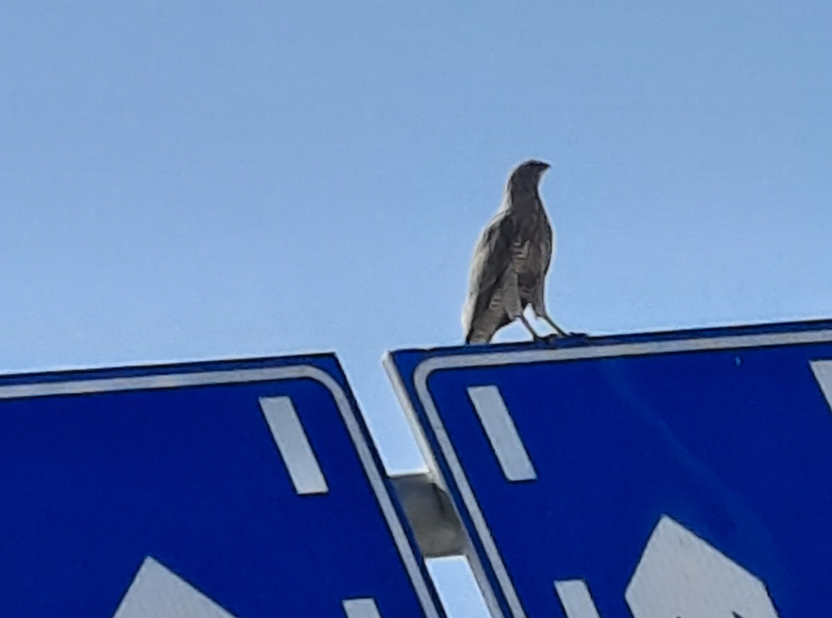 Gabar Goshawk - ML646037175