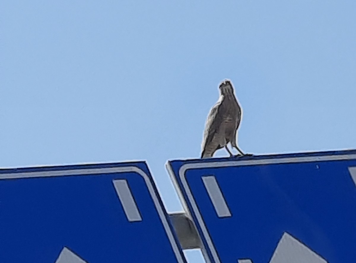 Gabar Goshawk - ML646037177