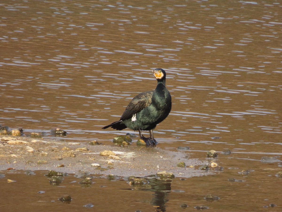 Ubarroi handia - ML646037178