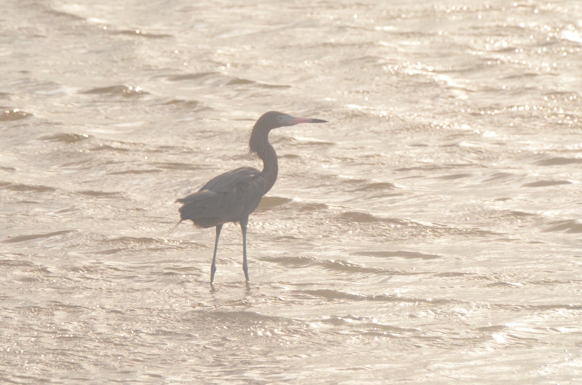 Reddish Egret - ML646037179