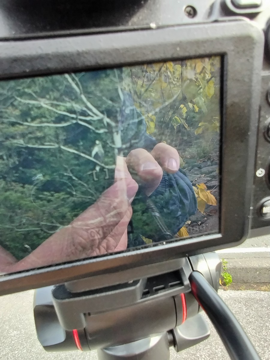 Itsas arrano mokohandia - ML646037180