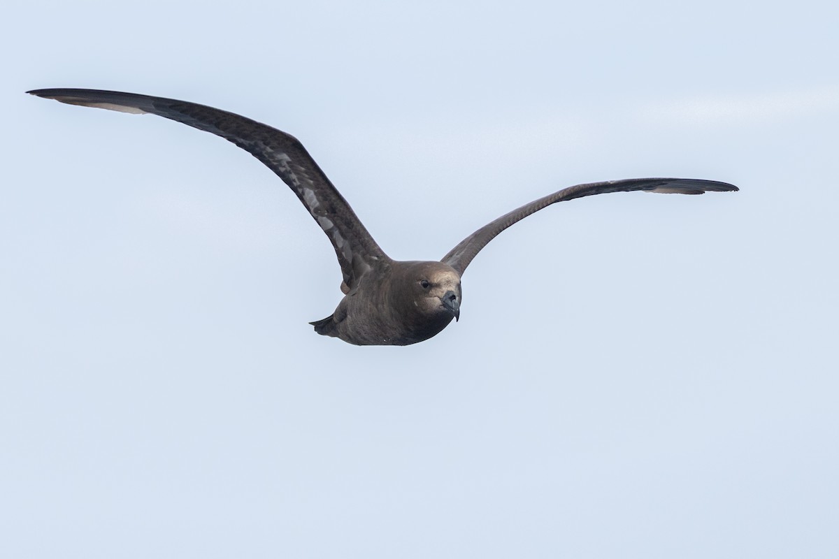 Gray-faced Petrel - ML646037181