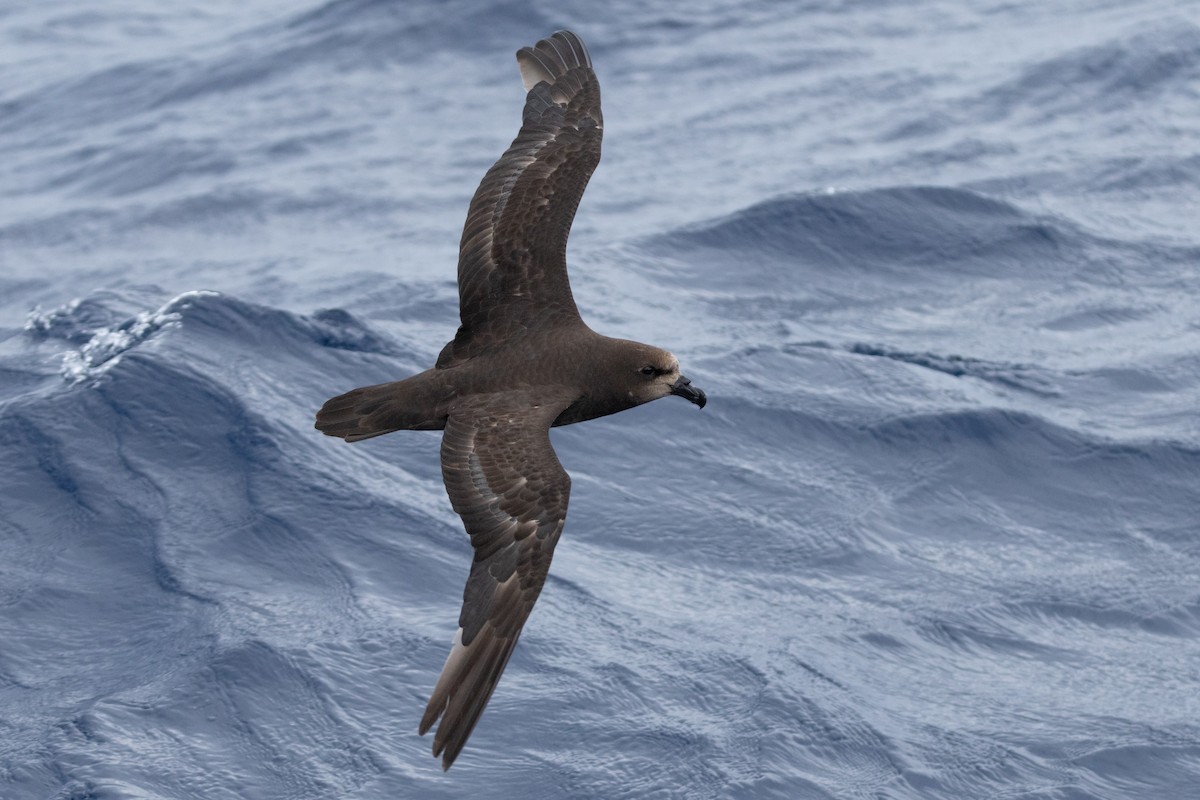Gray-faced Petrel - ML646037183