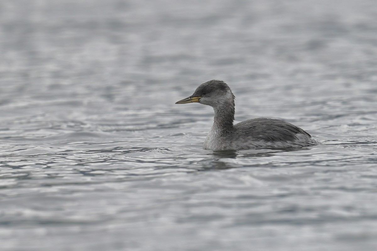 Somormujo Cuellirrojo - ML646037194