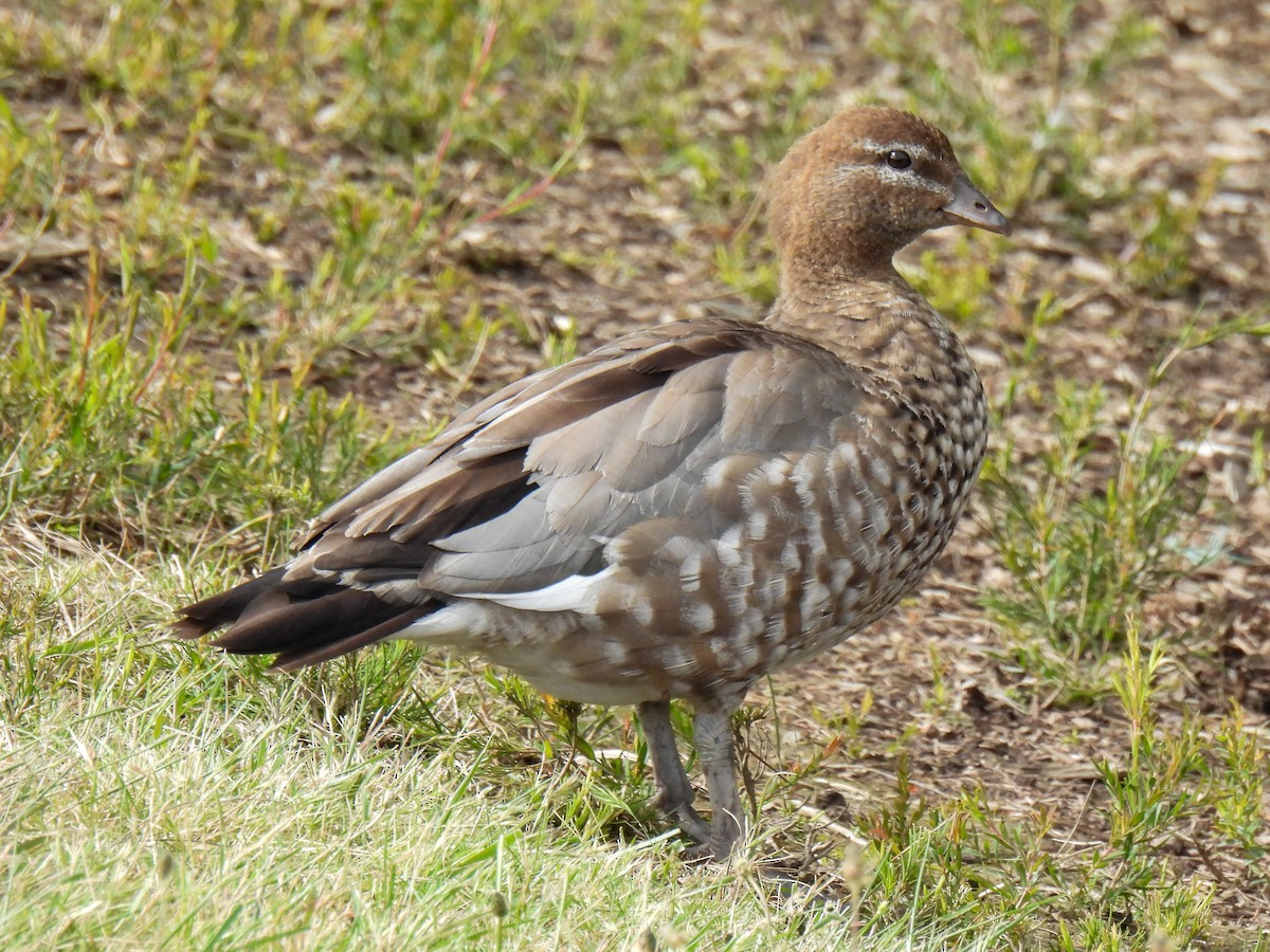 Ahate kalparduna - ML646037198