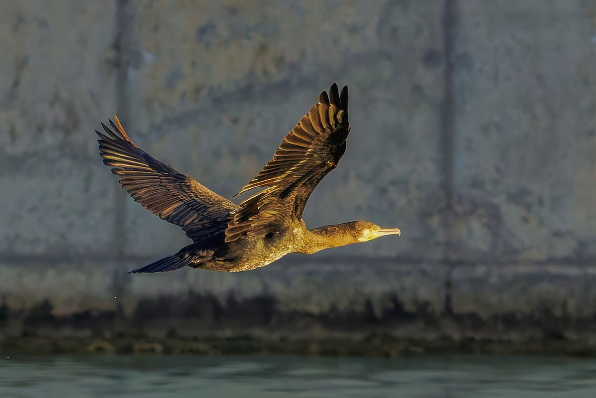 Great Cormorant - ML646037201