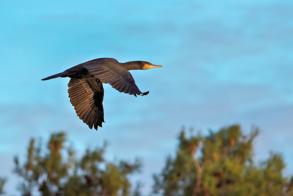 Great Cormorant - ML646037202