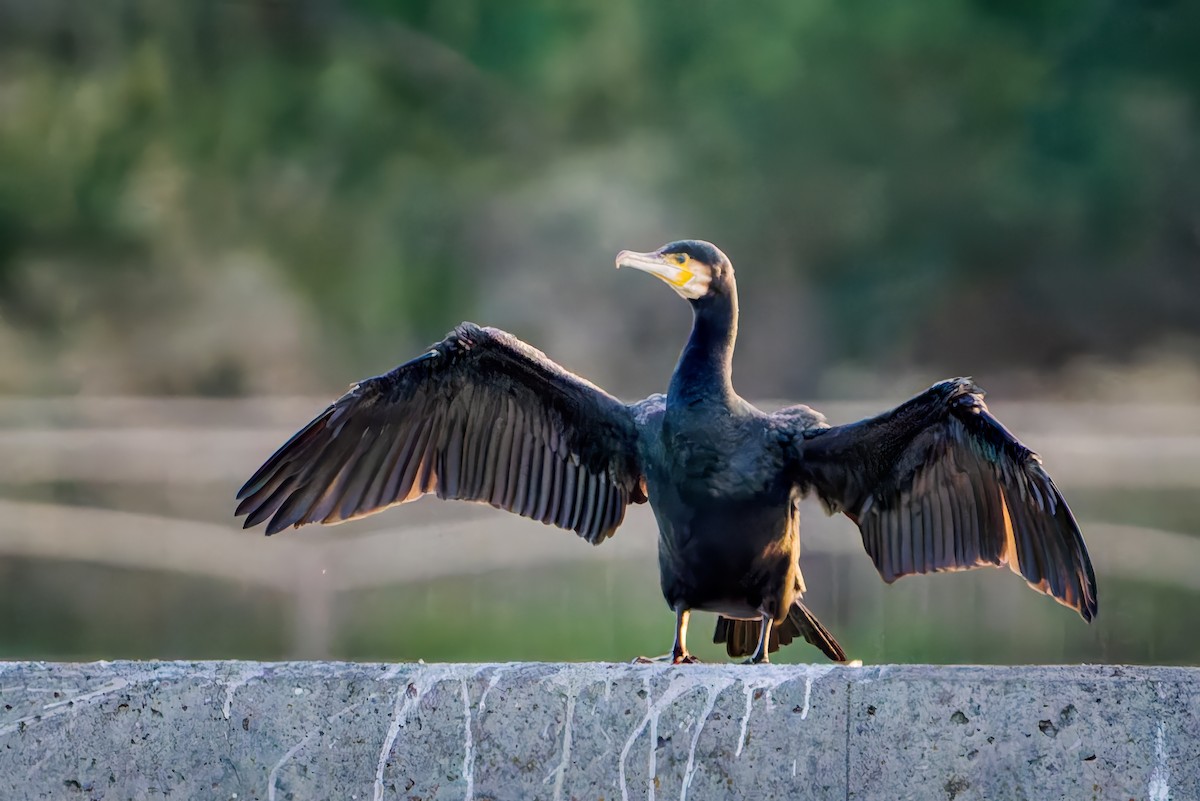 Great Cormorant - ML646037203