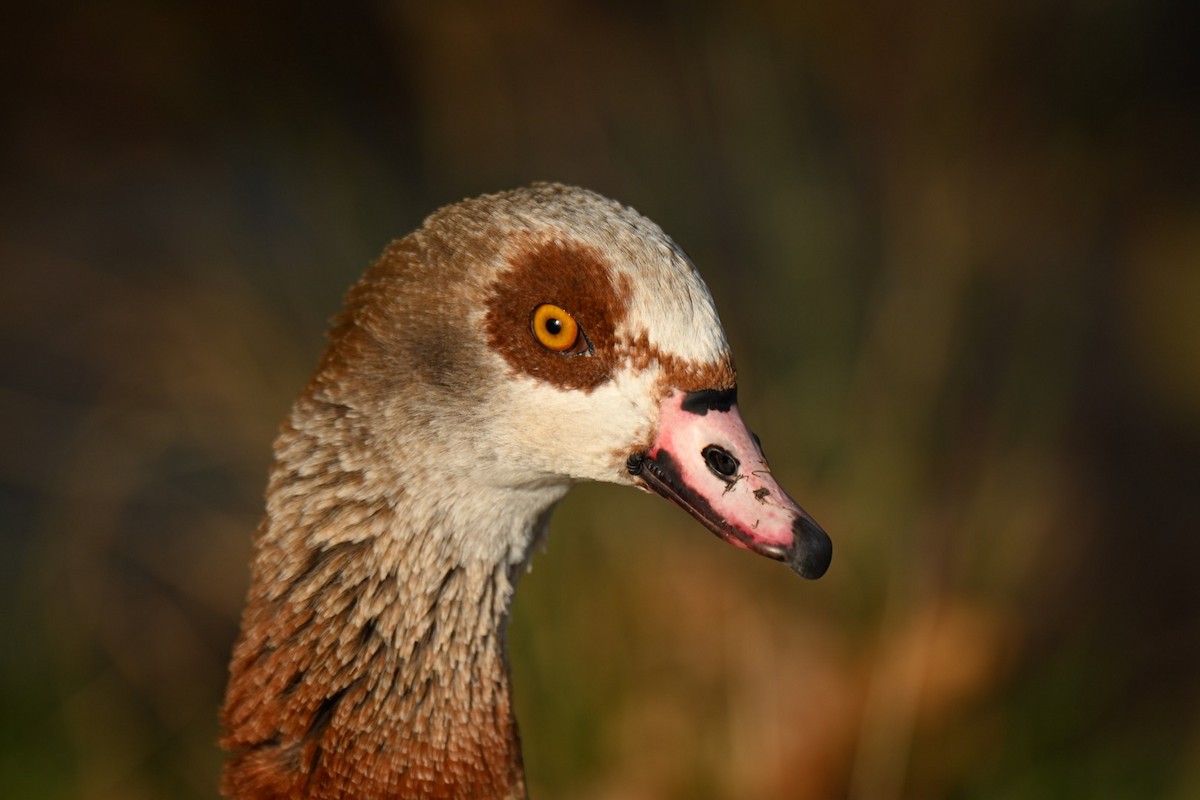 Egyptian Goose - ML646037204