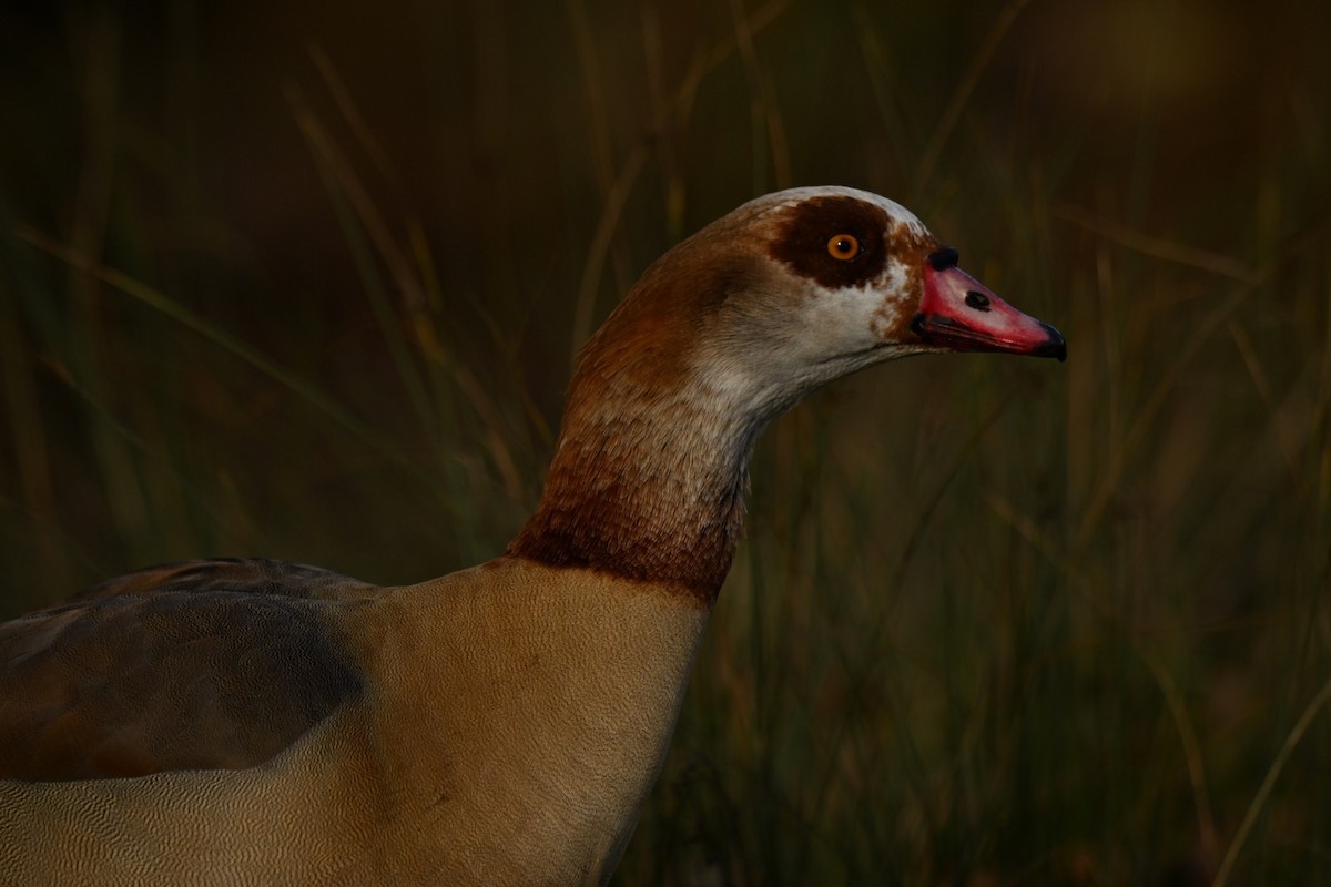 Egyptian Goose - ML646037205