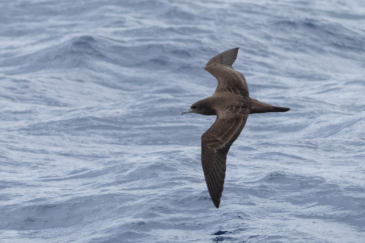 Wedge-tailed Shearwater - ML646037210