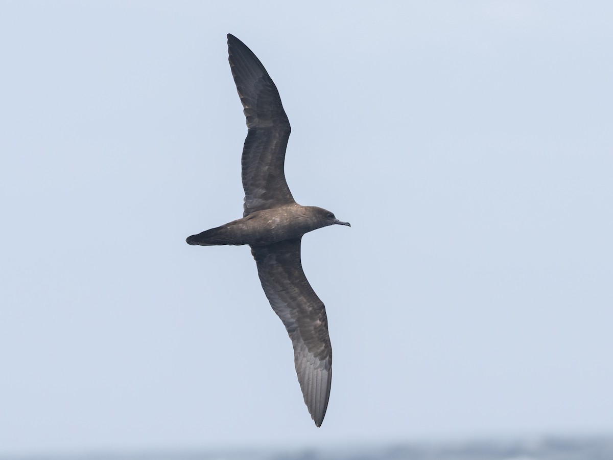 Wedge-tailed Shearwater - ML646037211