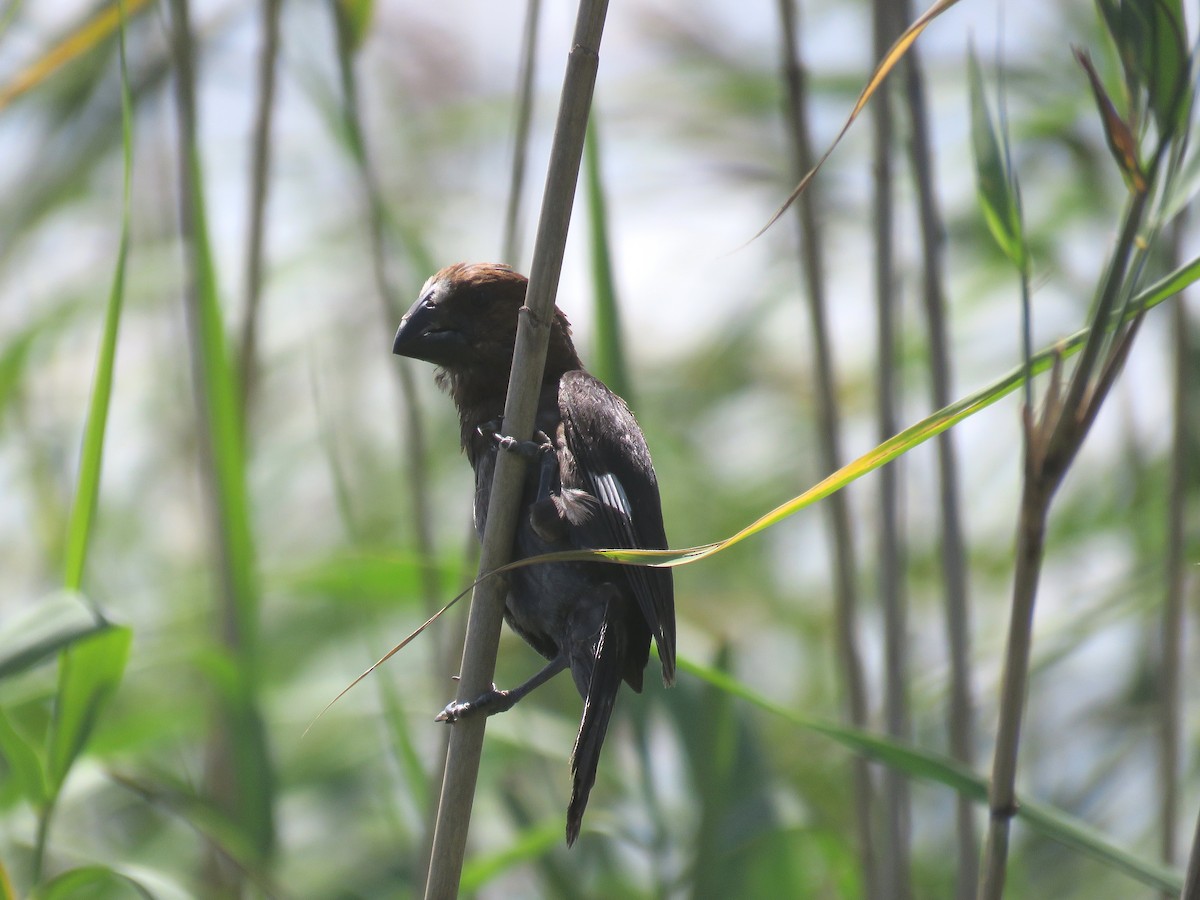 Grosbeak Weaver - ML646037214