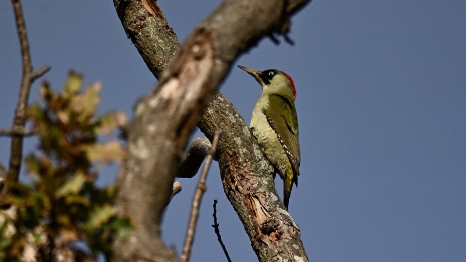 žluna zelená - ML646037230