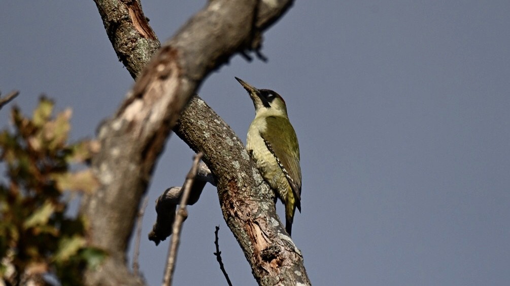 žluna zelená - ML646037231