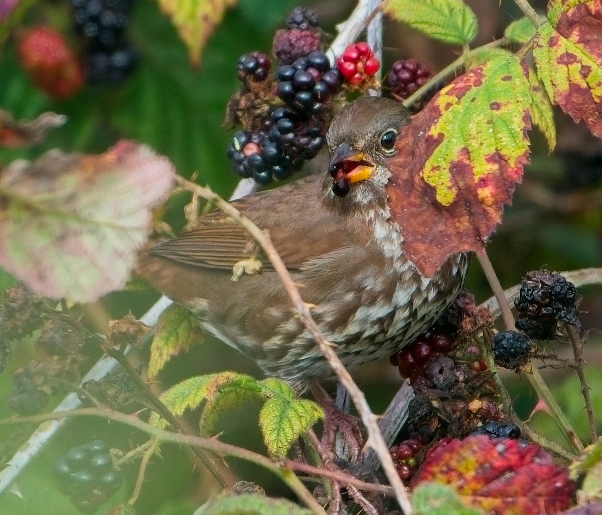 Fox Sparrow (Sooty) - ML646037233