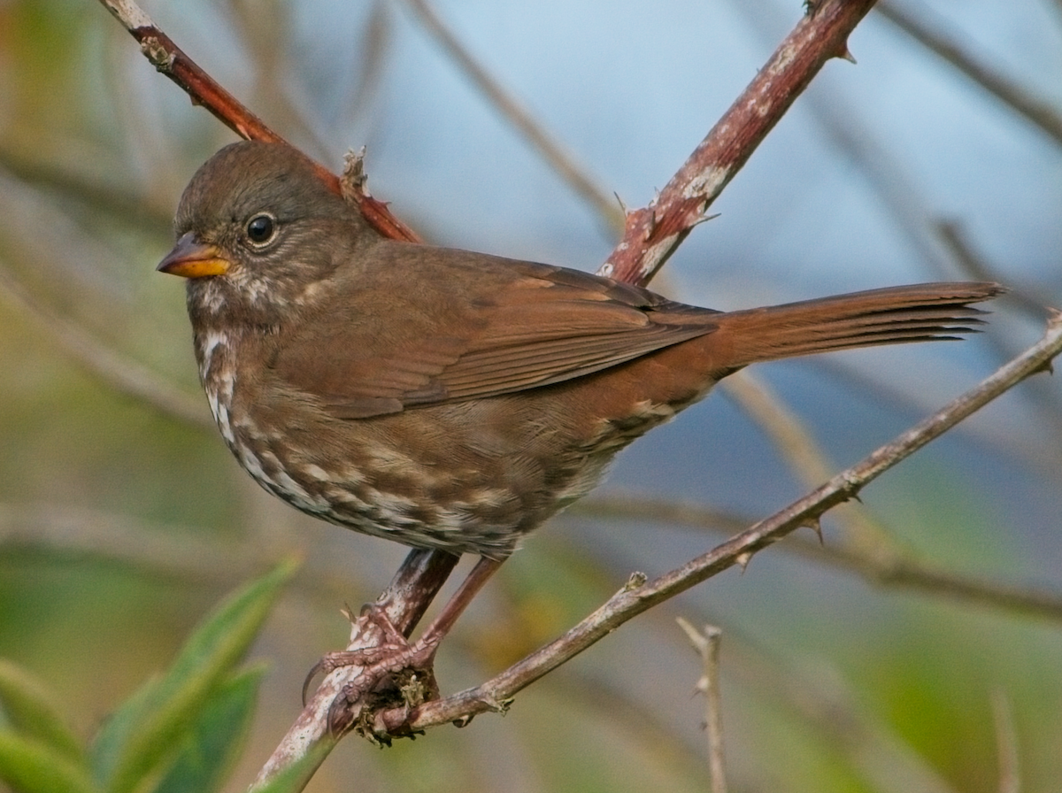 Fox Sparrow (Sooty) - ML646037234