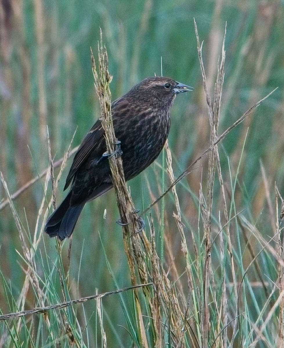 Red-winged Blackbird - ML646037240