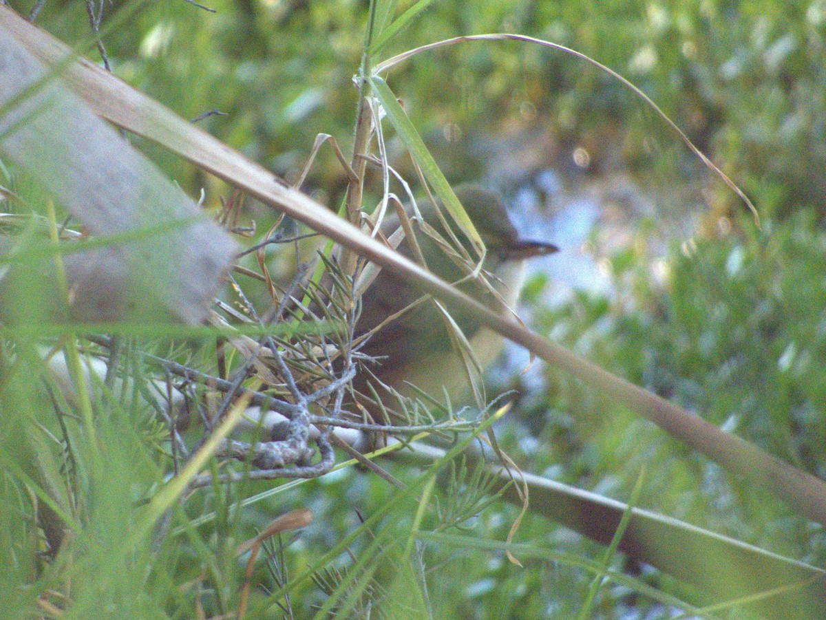 Australian Reed Warbler - ML646037245
