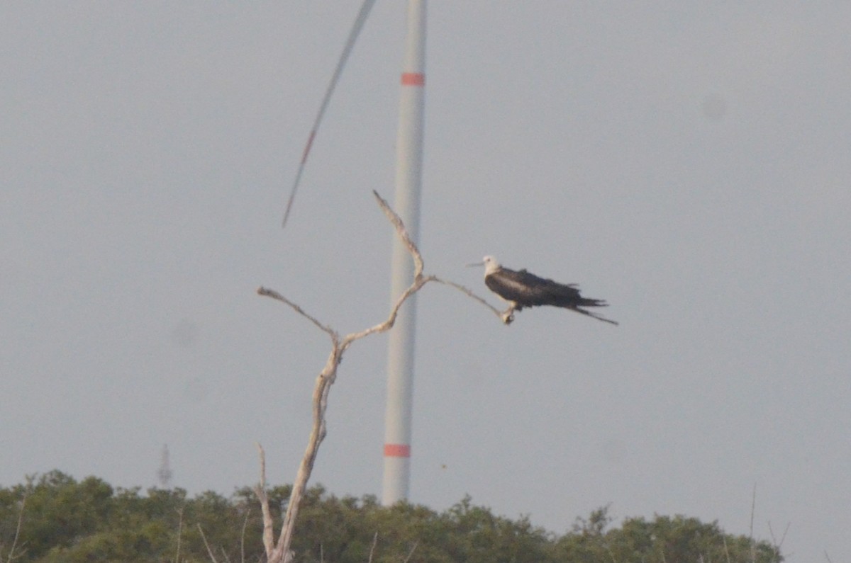 Magnificent Frigatebird - ML646037248