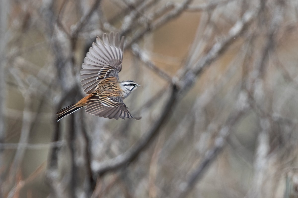 Zigolo muciatto - ML646037254