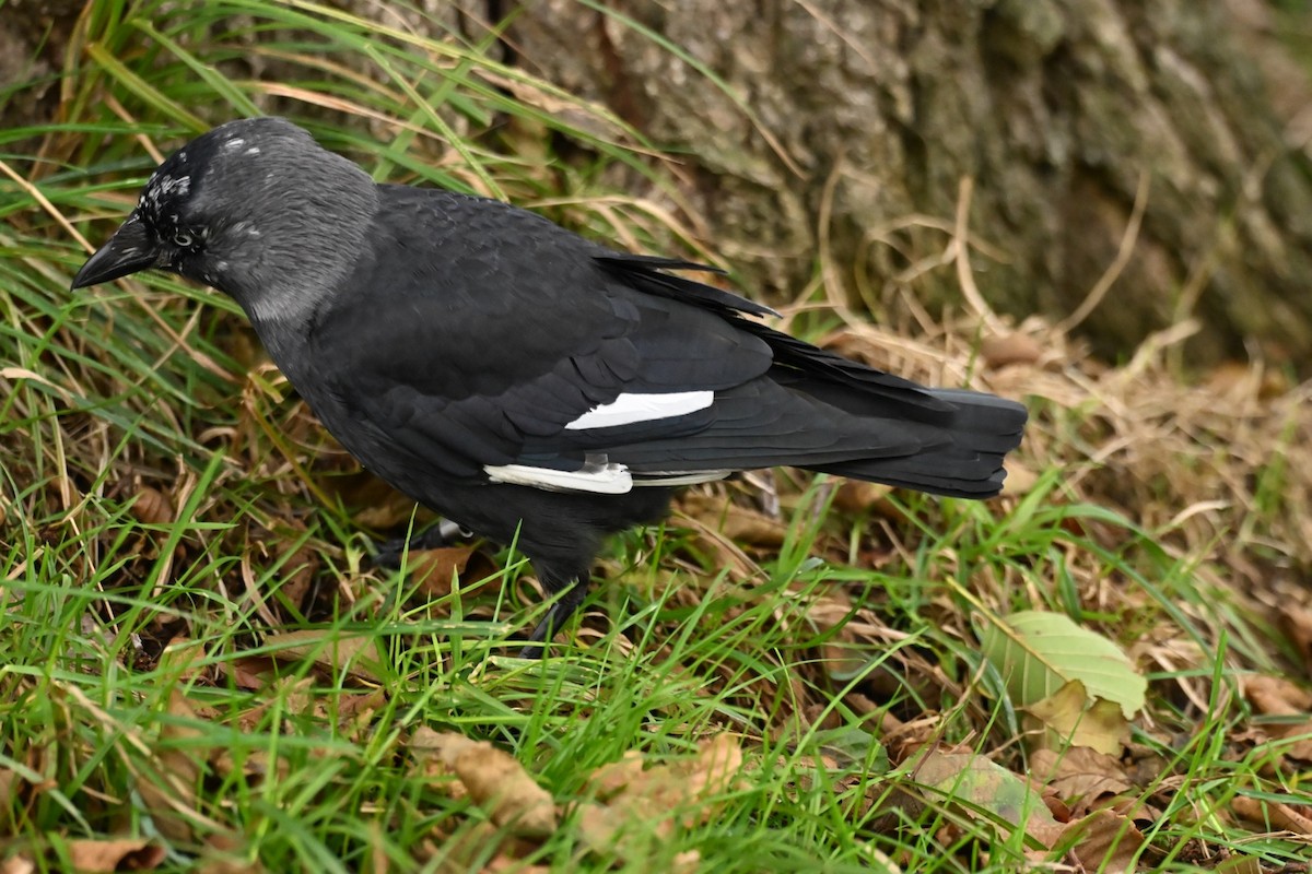 Eurasian Jackdaw - ML646037256
