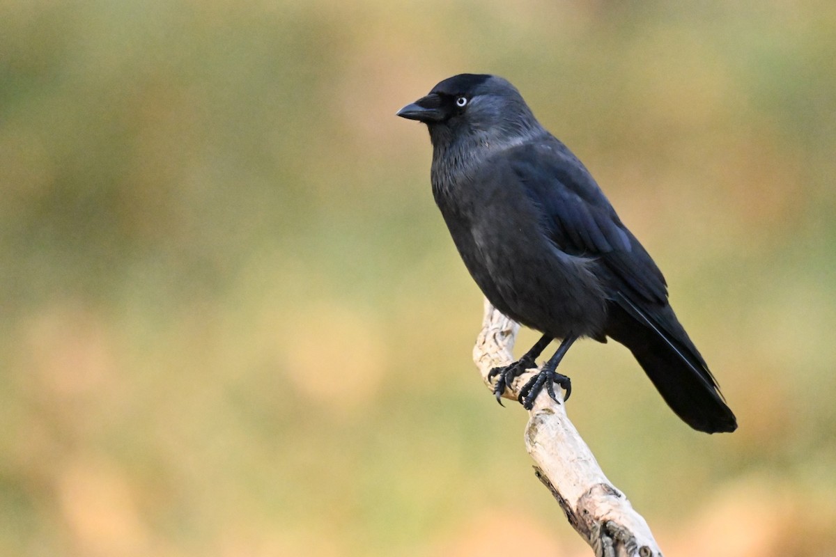 Eurasian Jackdaw - ML646037257