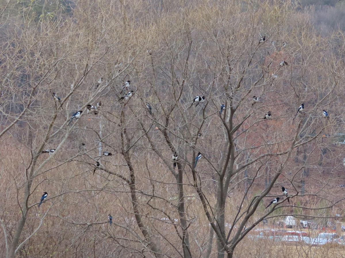 Дорнын шаазгай - ML646037258