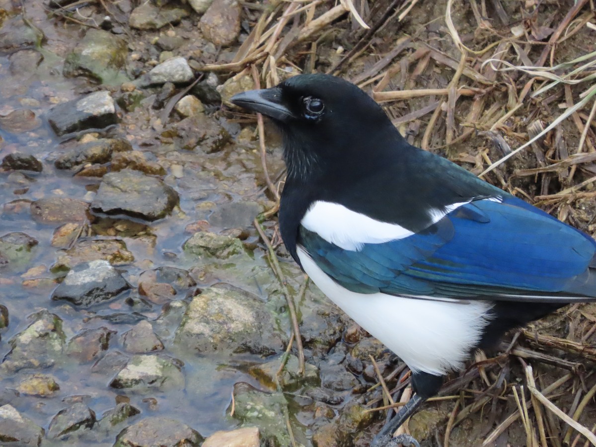 Дорнын шаазгай - ML646037259